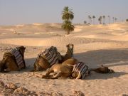 camels