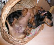 Two in a basket
