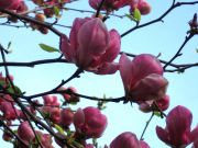 magnolia 1 1