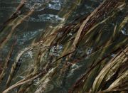 cпокойные водорослевые обои в бордовых тонах