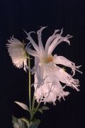 09-11