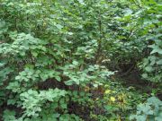     DSC00694