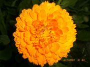 CIMG0909