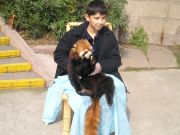 Red Panda