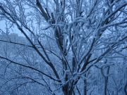 Snow for Nebula