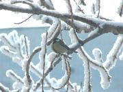 Bird on da tree