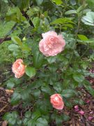 Strawberry Hill