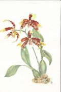 Rossioglossum