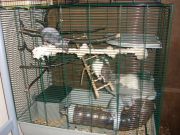 клетка 2