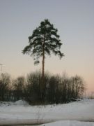 Одинокая сосна