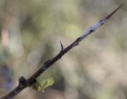 Spring 7 small