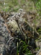 DSCN0906
