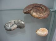 IMG 6646