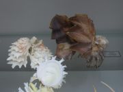 IMG 6648