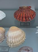 IMG 6649