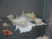 IMG 6663
