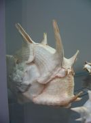 IMG 6666