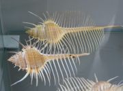 IMG 6667