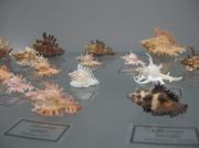 IMG 6670