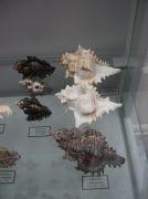 IMG 6671