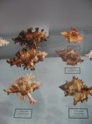 IMG 6672