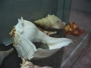 IMG 6676