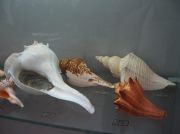 IMG 6677