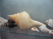 IMG 6678