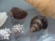 IMG 6681