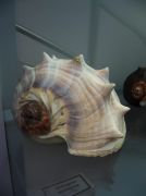 IMG 6682