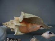 IMG 6686