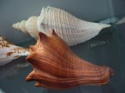 IMG 6691