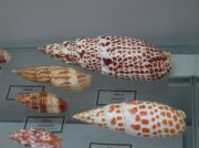 IMG 6694