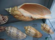 IMG 6696