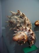 IMG 6702