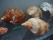 IMG 6704