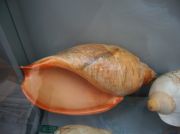 IMG 6706