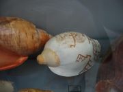 IMG 6707