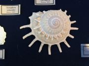 IMG 6718