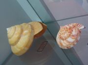 IMG 6723