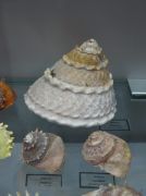 IMG 6732