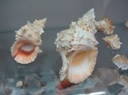 IMG 6745