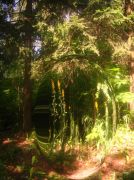 ������ 110