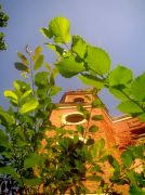 ������ 196