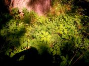 ������ 215