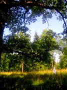 ������ 219