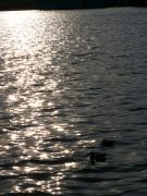 ����������� 131