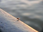 ����������� 133