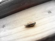 ����������� 134