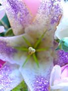 ����������� 141